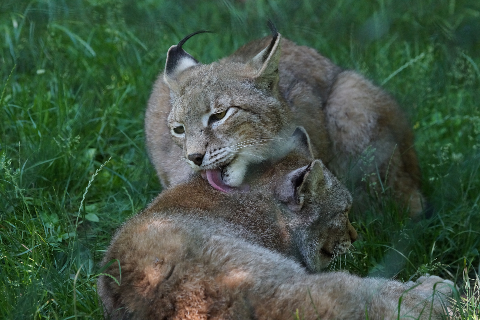 Luchs - Katzenwäsche 