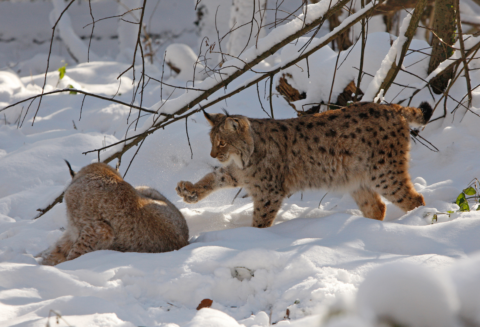 Luchs Kinder beim Spiel