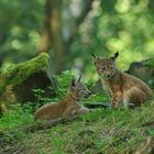 Luchs – Kindergarten und eine Zaun-Fata Morgana