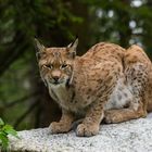 Luchs "klassisch"