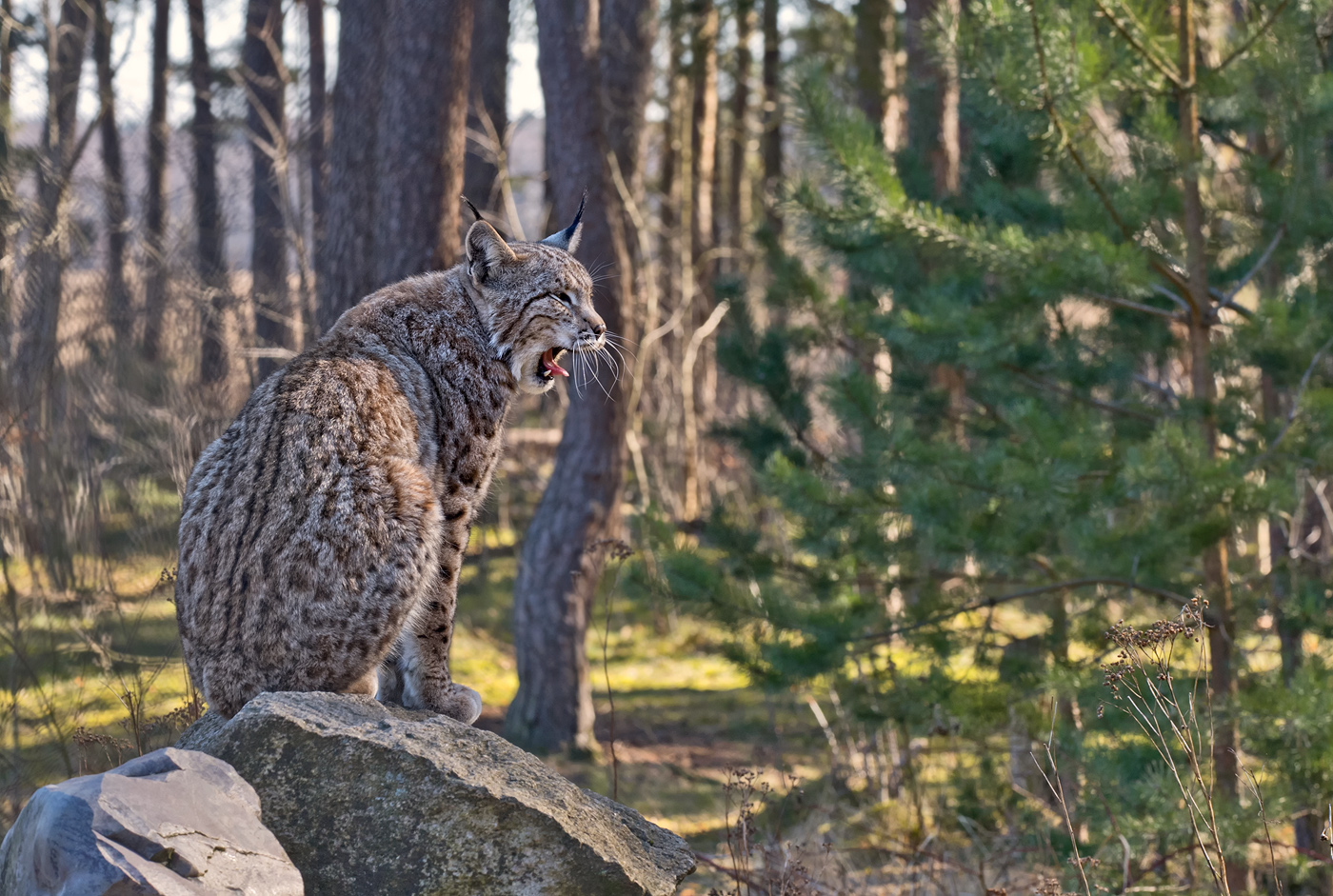 Luchs ( Kuda)