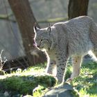 Luchs läuft einen Hügel herunter