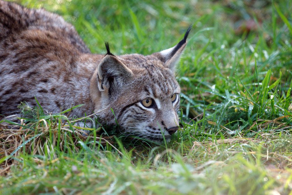 Luchs lauert 2