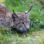 Luchs lauert 2