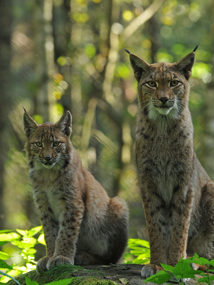 Luchs - Lauschen - Rauschen