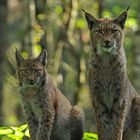 Luchs - Lauschen - Rauschen