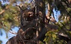 luchs / lince