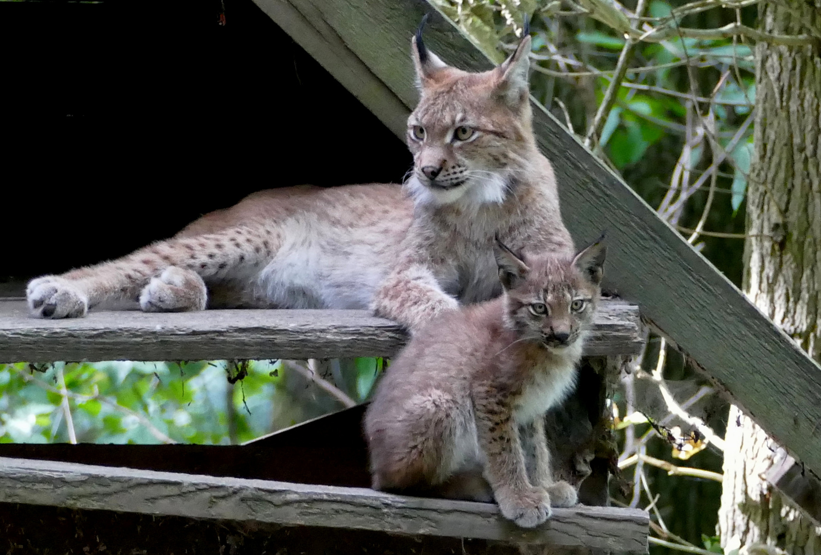 Luchs & Luchsi