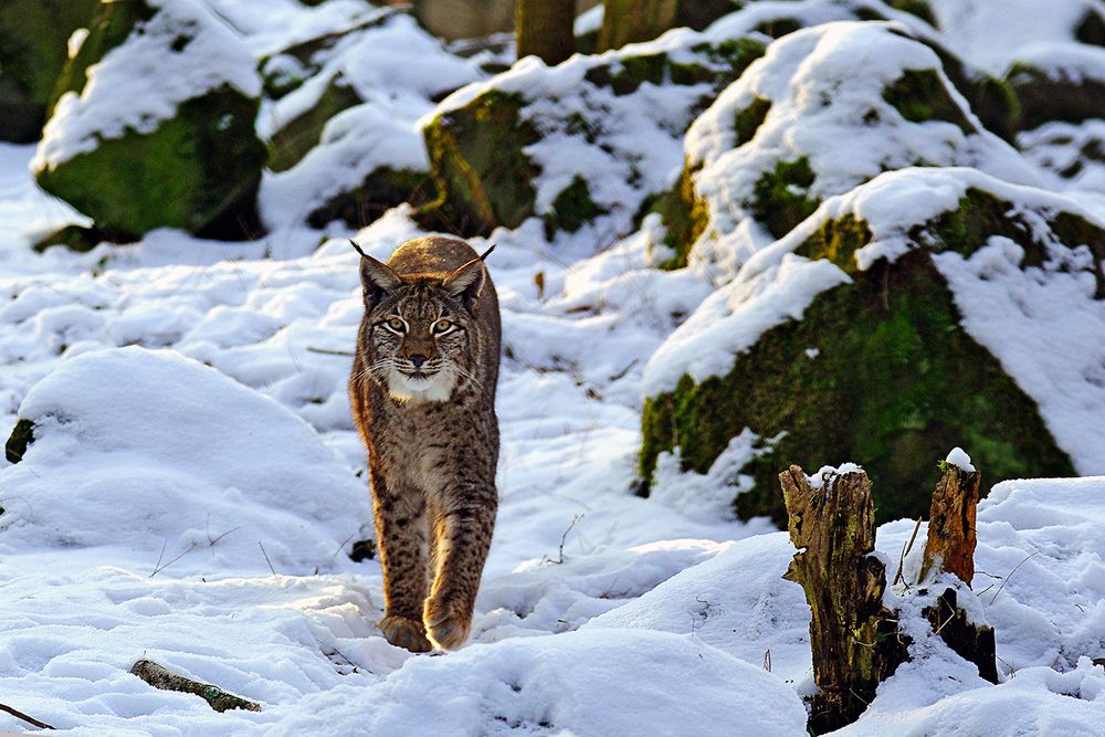 Luchs Lyca im Winter