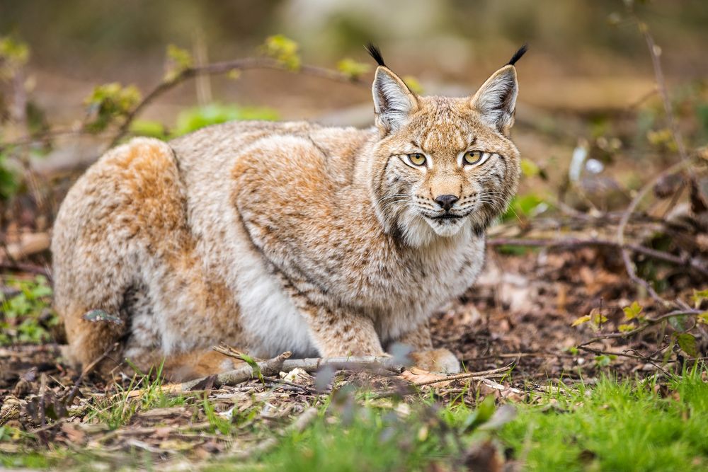 Luchs [lynx]