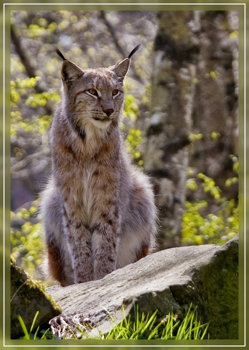 Luchs / Lynx