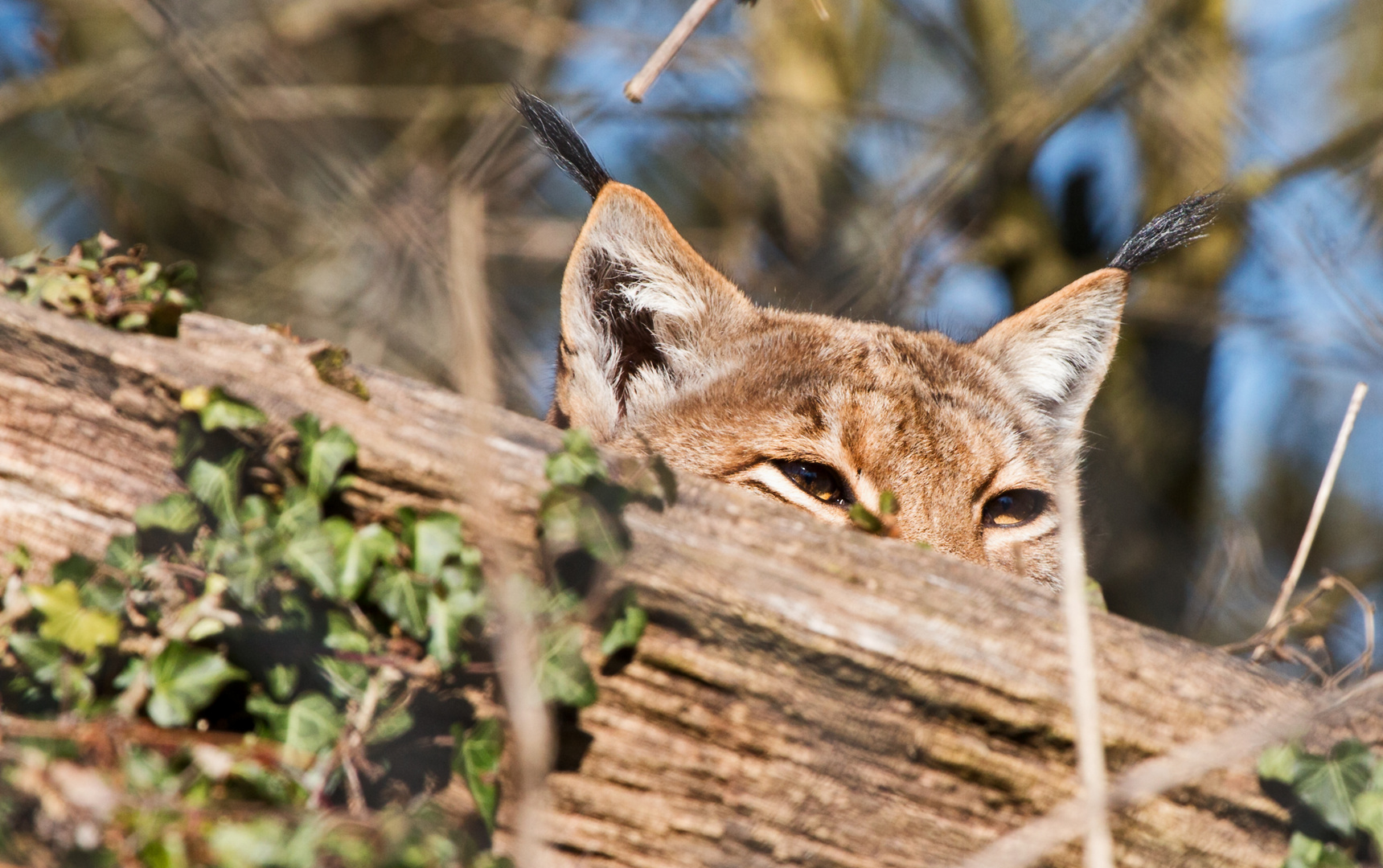 Luchs / Lynx