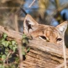 Luchs / Lynx