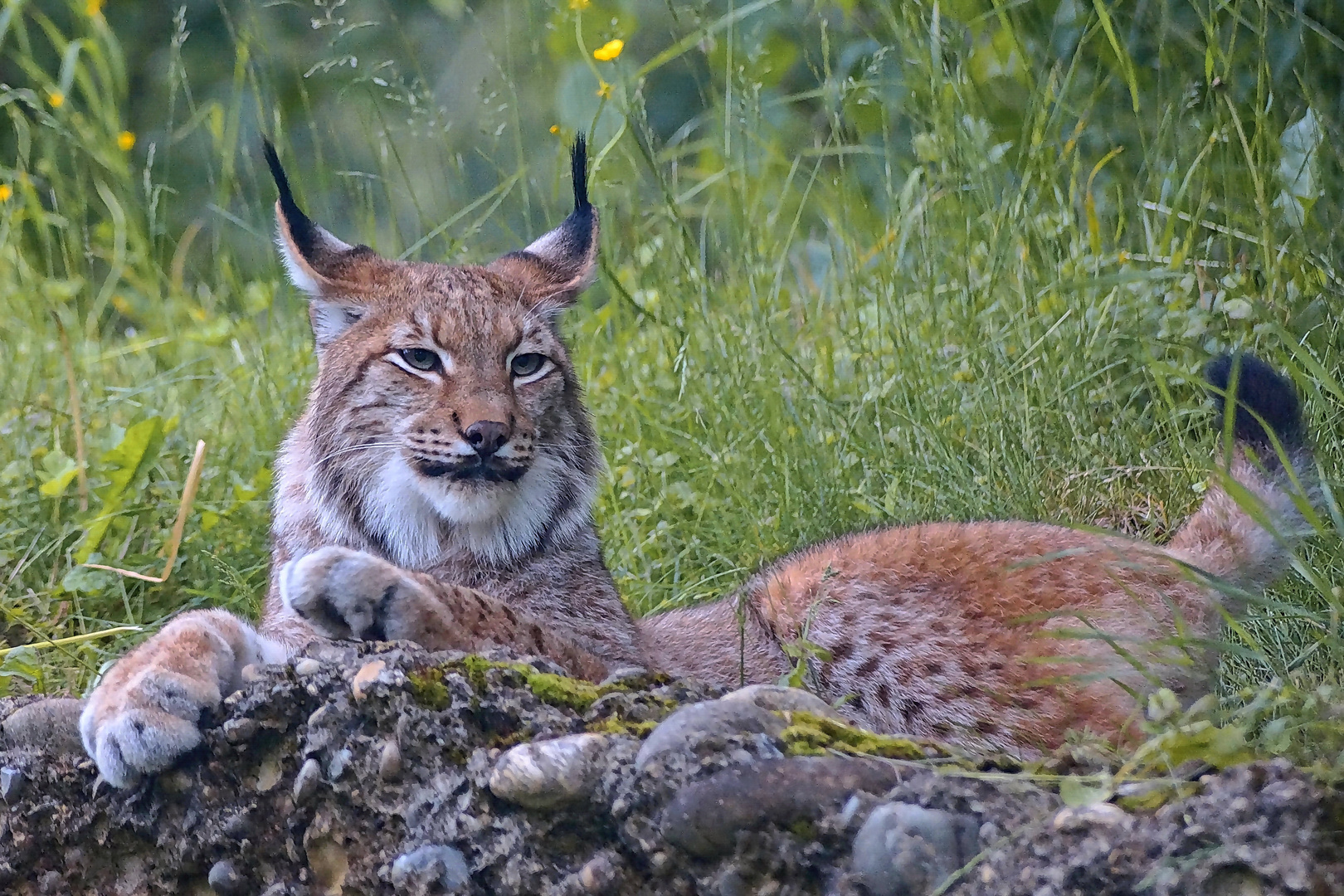 Luchs Lynx