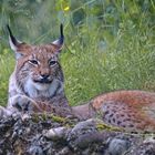 Luchs Lynx