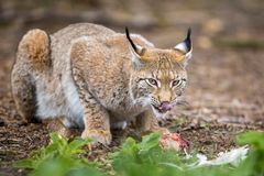 Luchs [lynx]