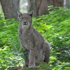 Luchs (Lynx)