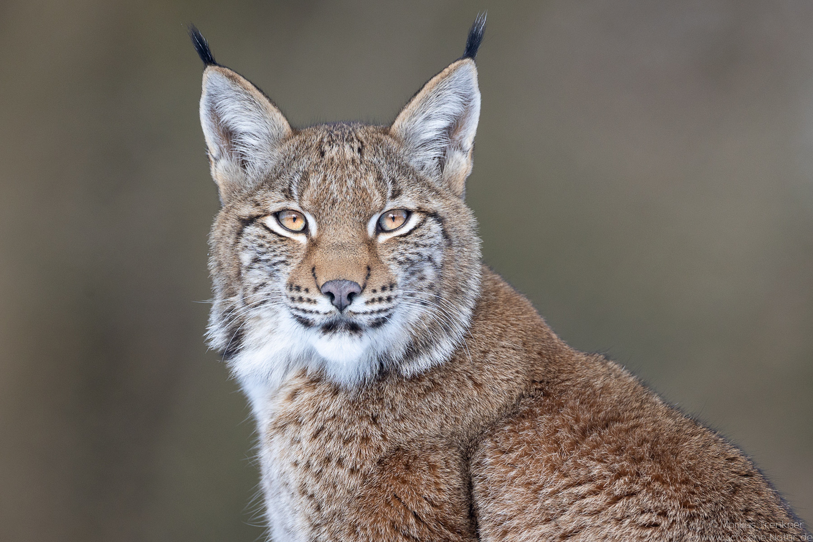 Luchs [lynx]