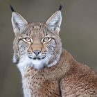 Luchs [lynx]