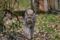 Luchs (Lynx)