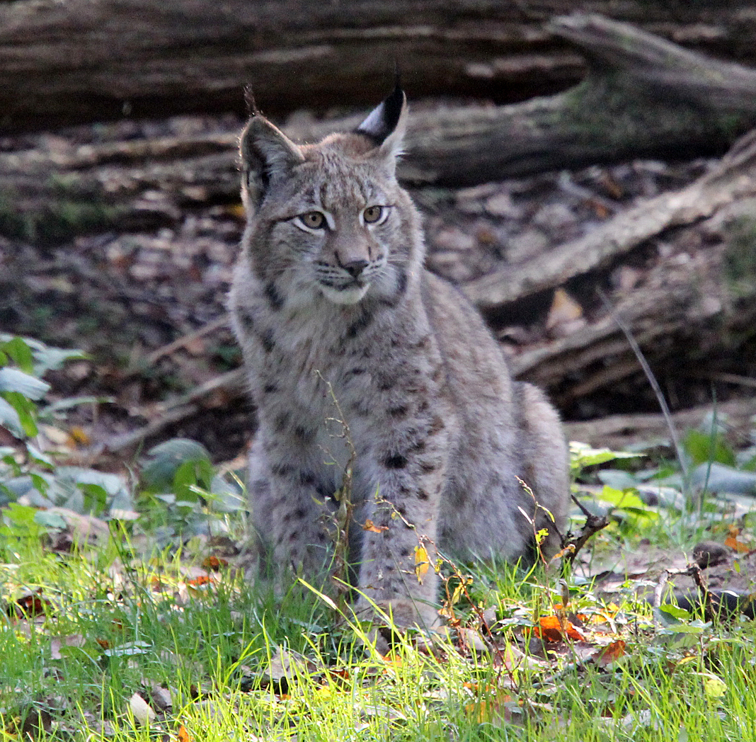 Luchs (Lynx)