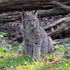 Luchs (Lynx)