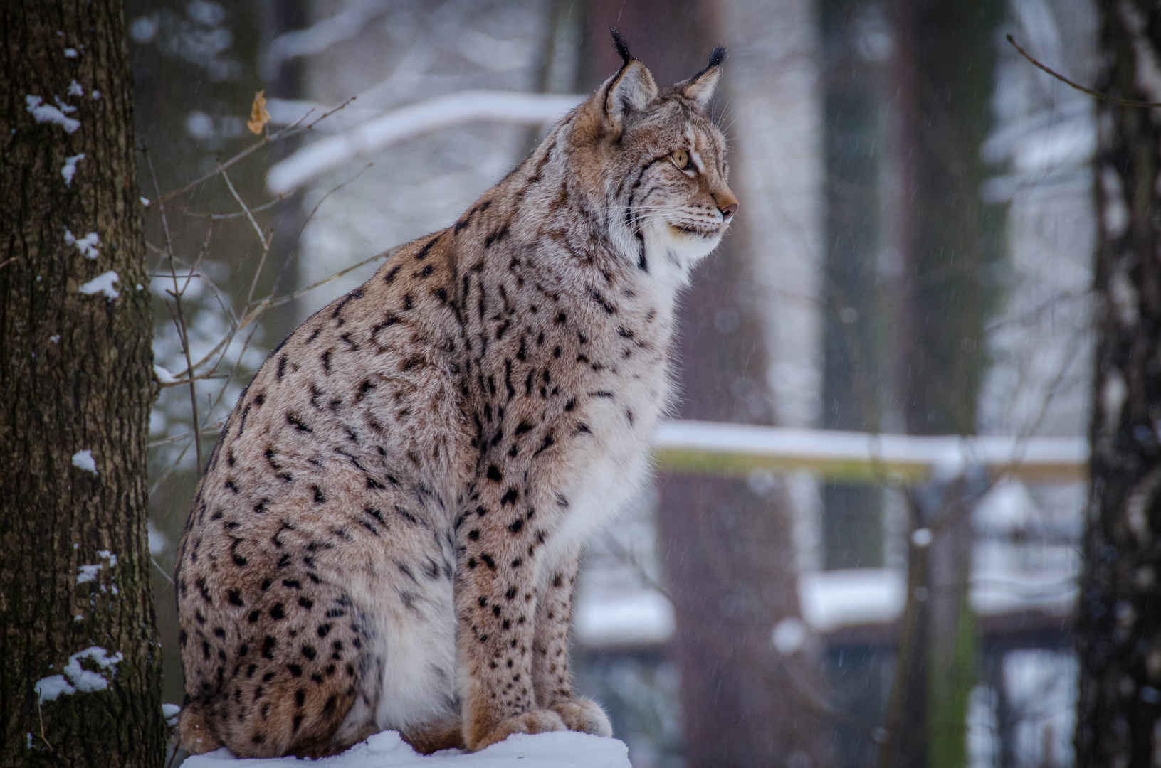 Luchs (Lynx)