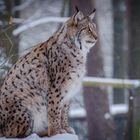 Luchs (Lynx)