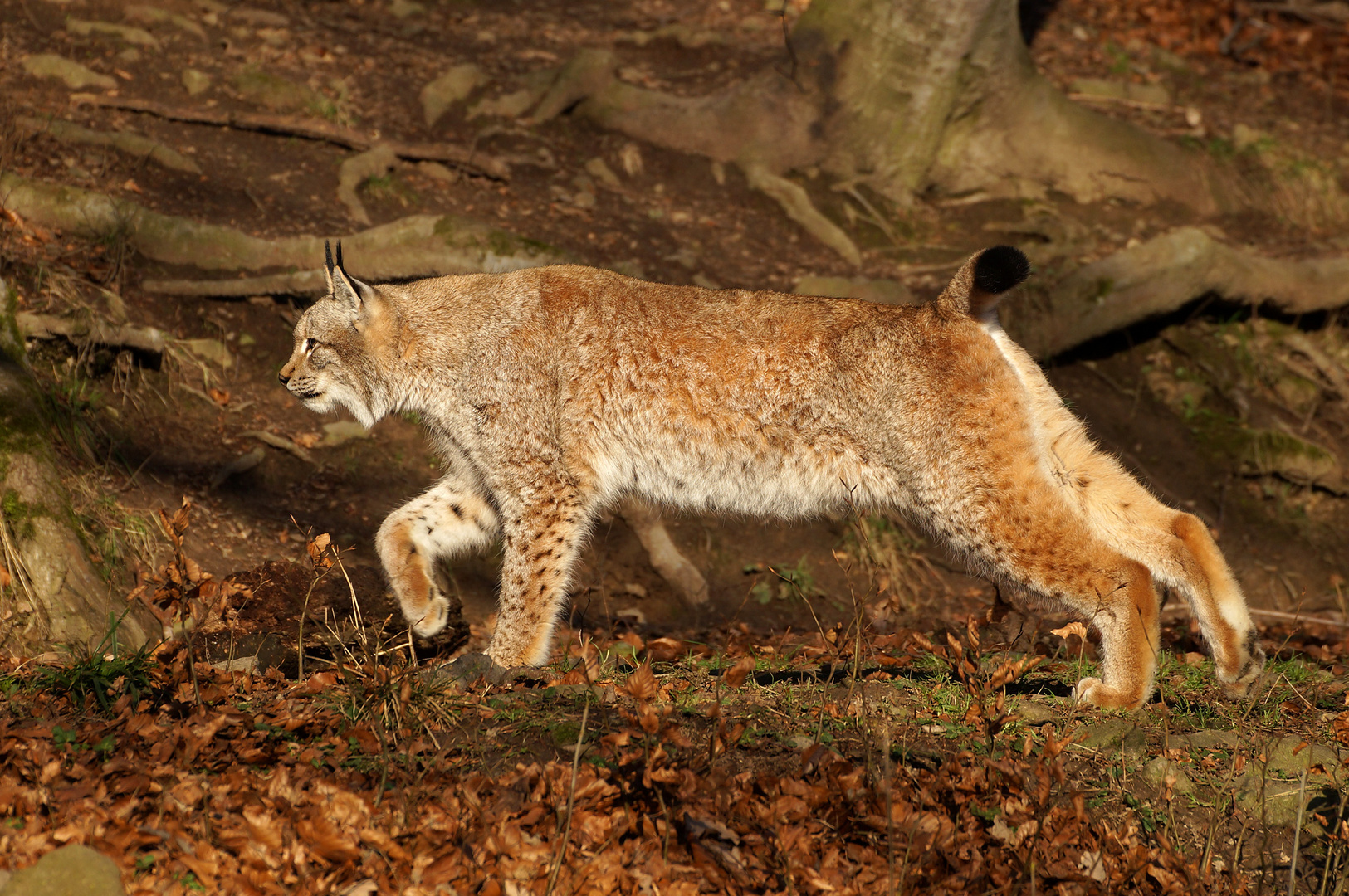 Luchs (Lynx)