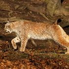 Luchs (Lynx)