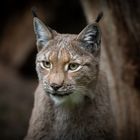 Luchs  Lynx Iynx