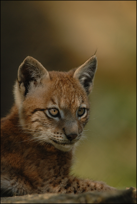 Luchs (Lynx lynx)