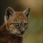 Luchs (Lynx lynx)