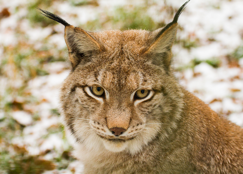 Luchs (Lynx lynx)