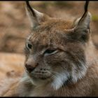 Luchs (Lynx lynx) 1
