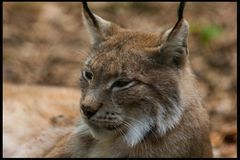 Luchs (Lynx lynx) 1