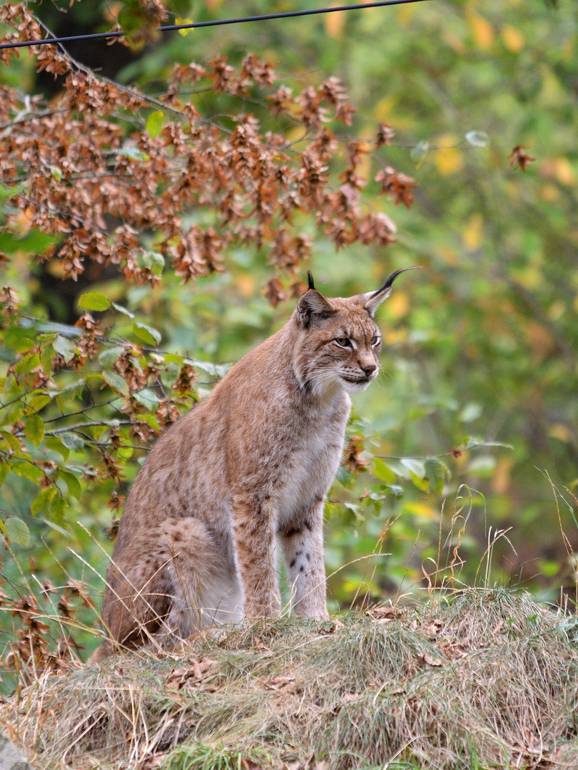 Luchs (Lynx lynx)