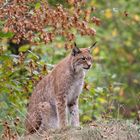 Luchs (Lynx lynx)