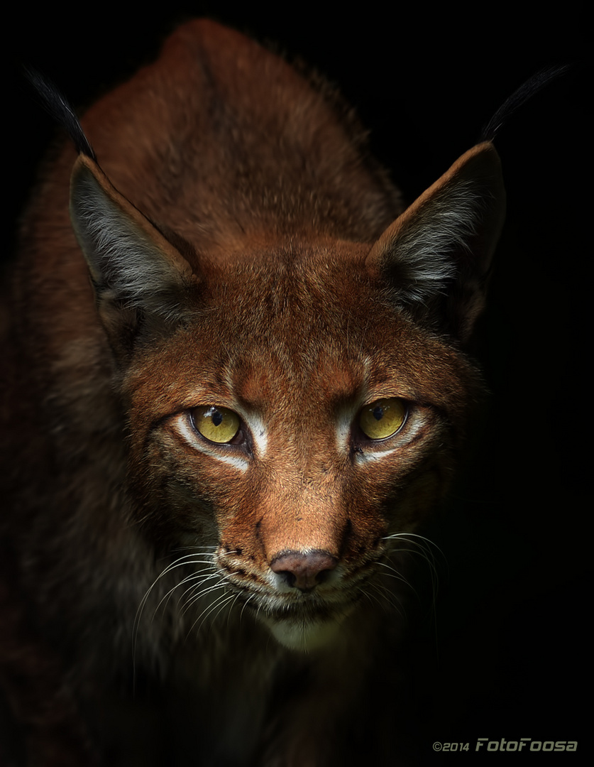 Luchs (Lynx lynx) #2
