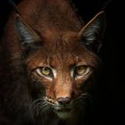 Luchs (Lynx lynx) #2