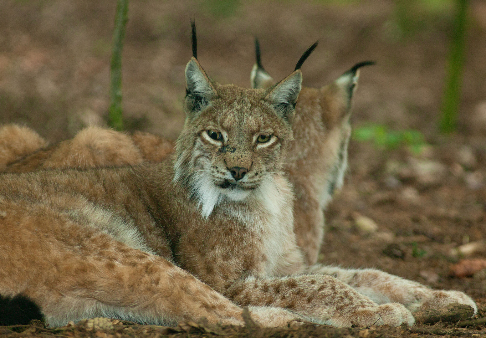 Luchs (Lynx lynx) 2