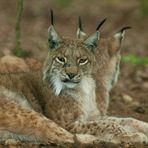 Luchs (Lynx lynx) 2