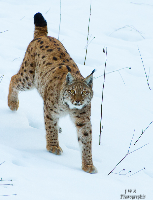 Luchs - Lynx lynx