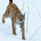 Luchs - Lynx lynx