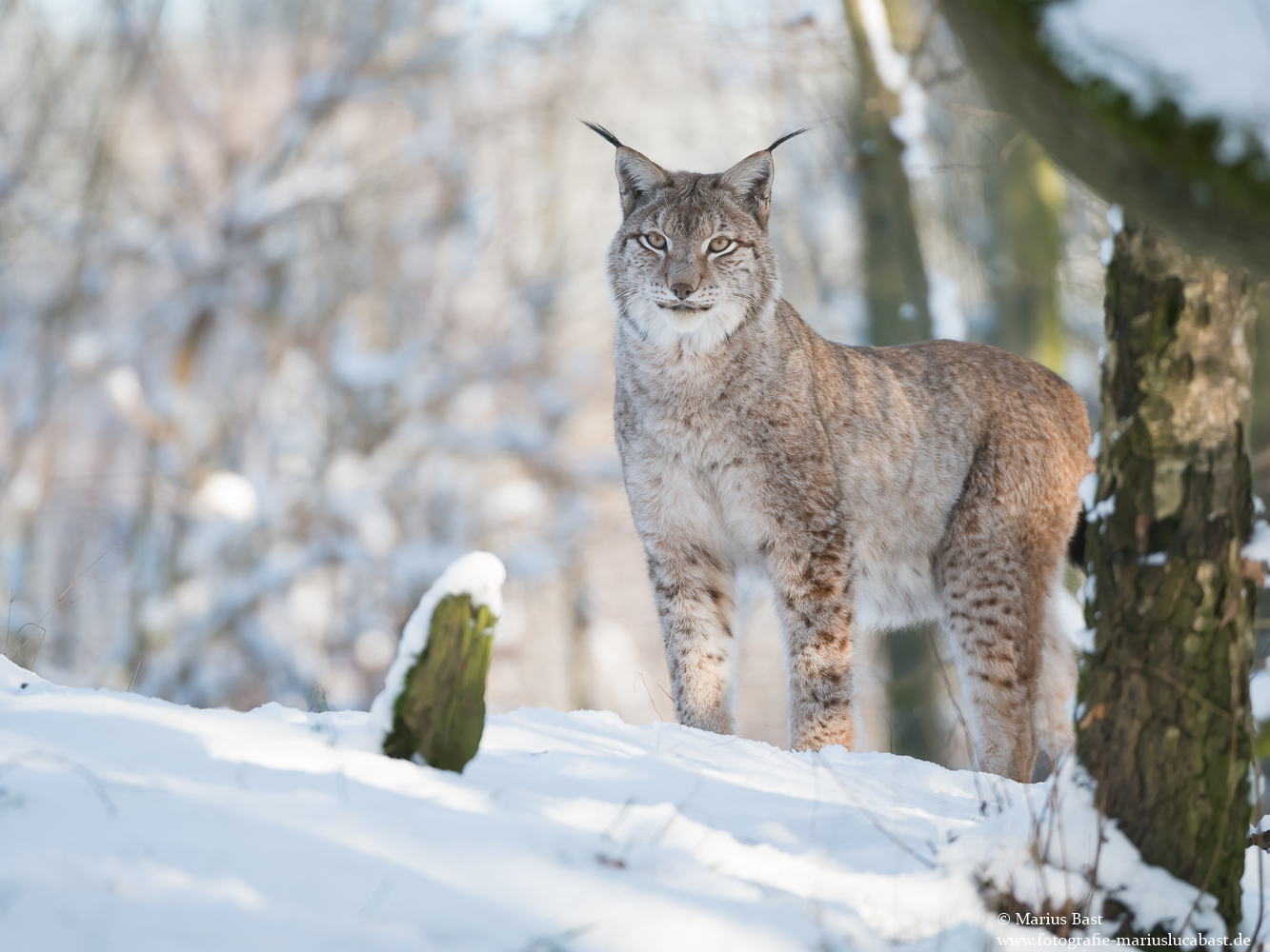 Luchs (Lynx lynx)