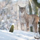 Luchs (Lynx lynx)