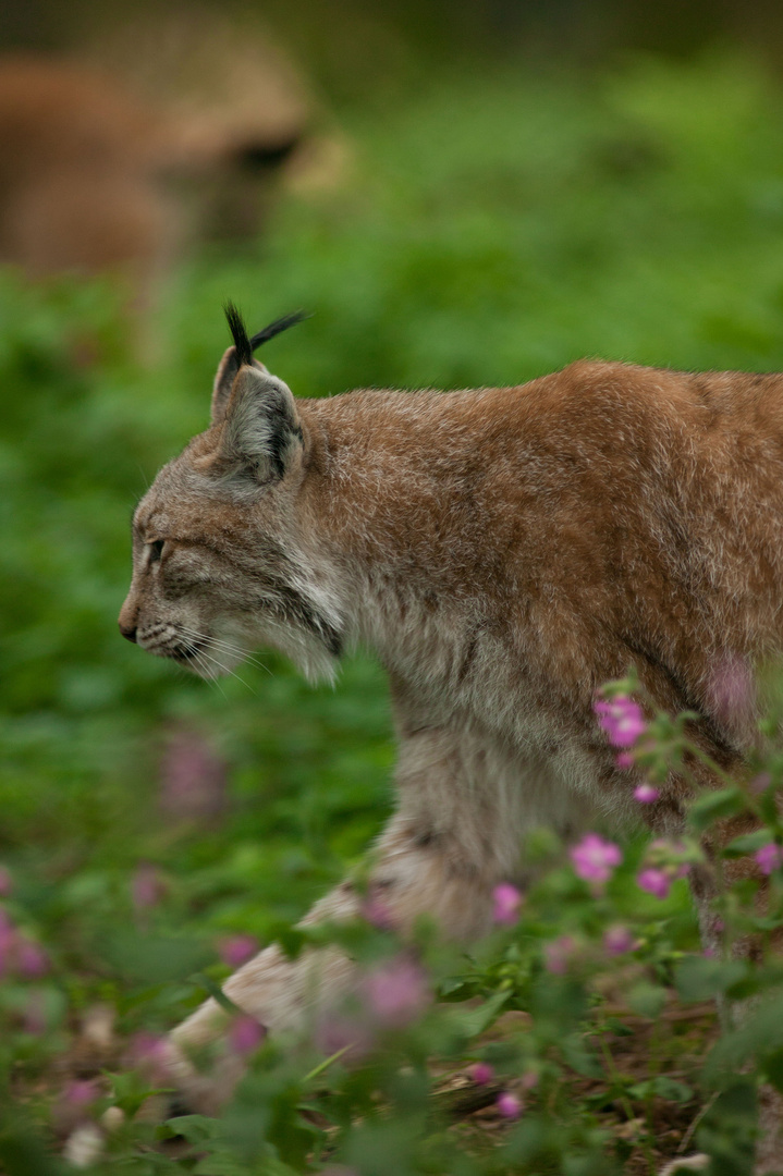 Luchs (Lynx lynx) 3