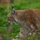 Luchs (Lynx lynx) 3