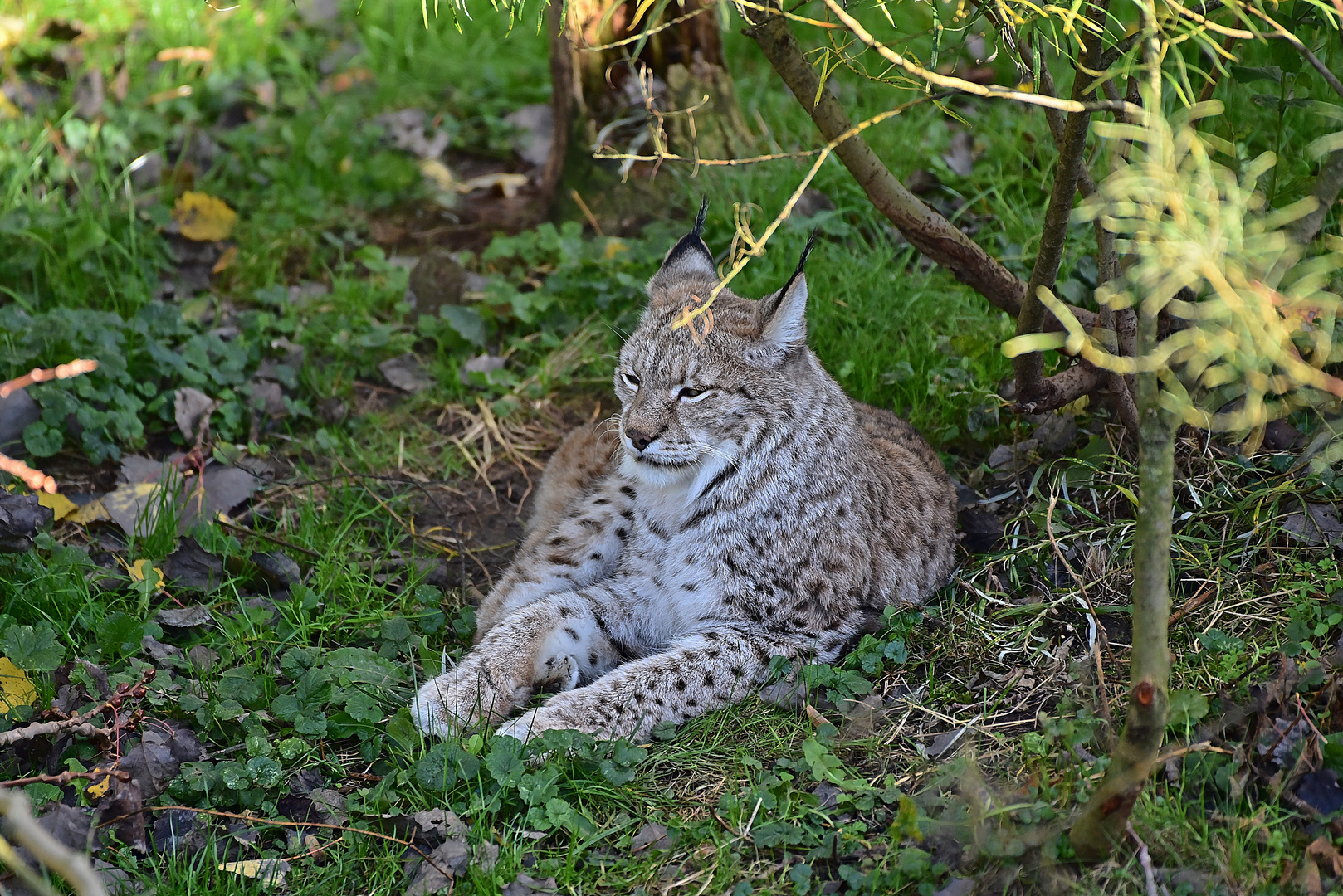 Luchs (Lynx lynx) 