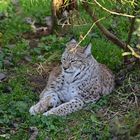 Luchs (Lynx lynx) 